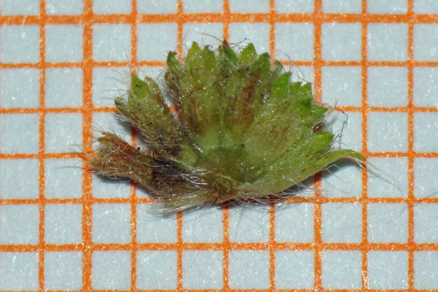 Aphanes floribunda / Ventaglina maggiore